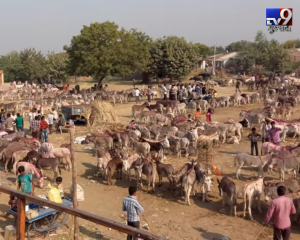 Donkey fair in Vautha near Dholka, Gujarat