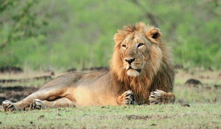Gir National Park to remain shut for four months from today