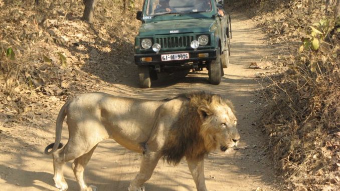 Gujarat: Scary moment as lion comes close to tourist vehicle in Gir, video goes viral | TV9News