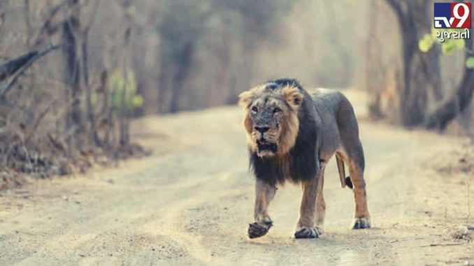 Amreli: Forest dept swings into action on suspect of mysterious disease outbreak among lions